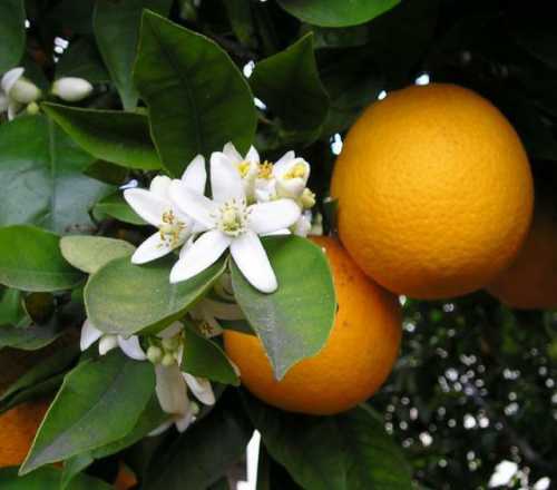 апельсины при беременности: польза, противопоказания